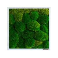 Moosbild Grün B: 35 Cm - Weiß/Grün, Basics, Naturmaterialien/Holz (35/35/7cm)