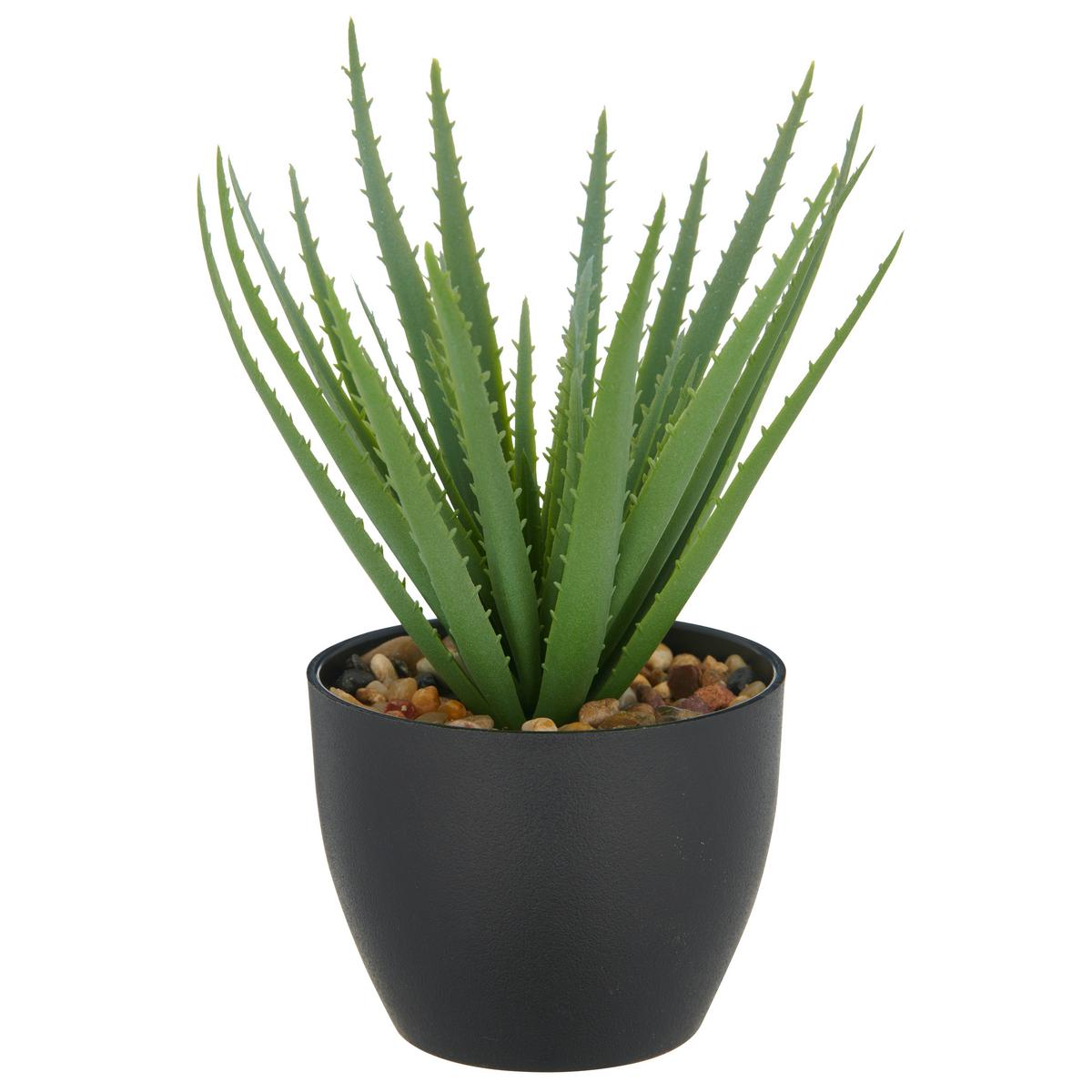 Sukkulente Grün Schwarz B: 11 Cm - Schwarz/Grün, Basics, Kunststoff (20cm) - P & B