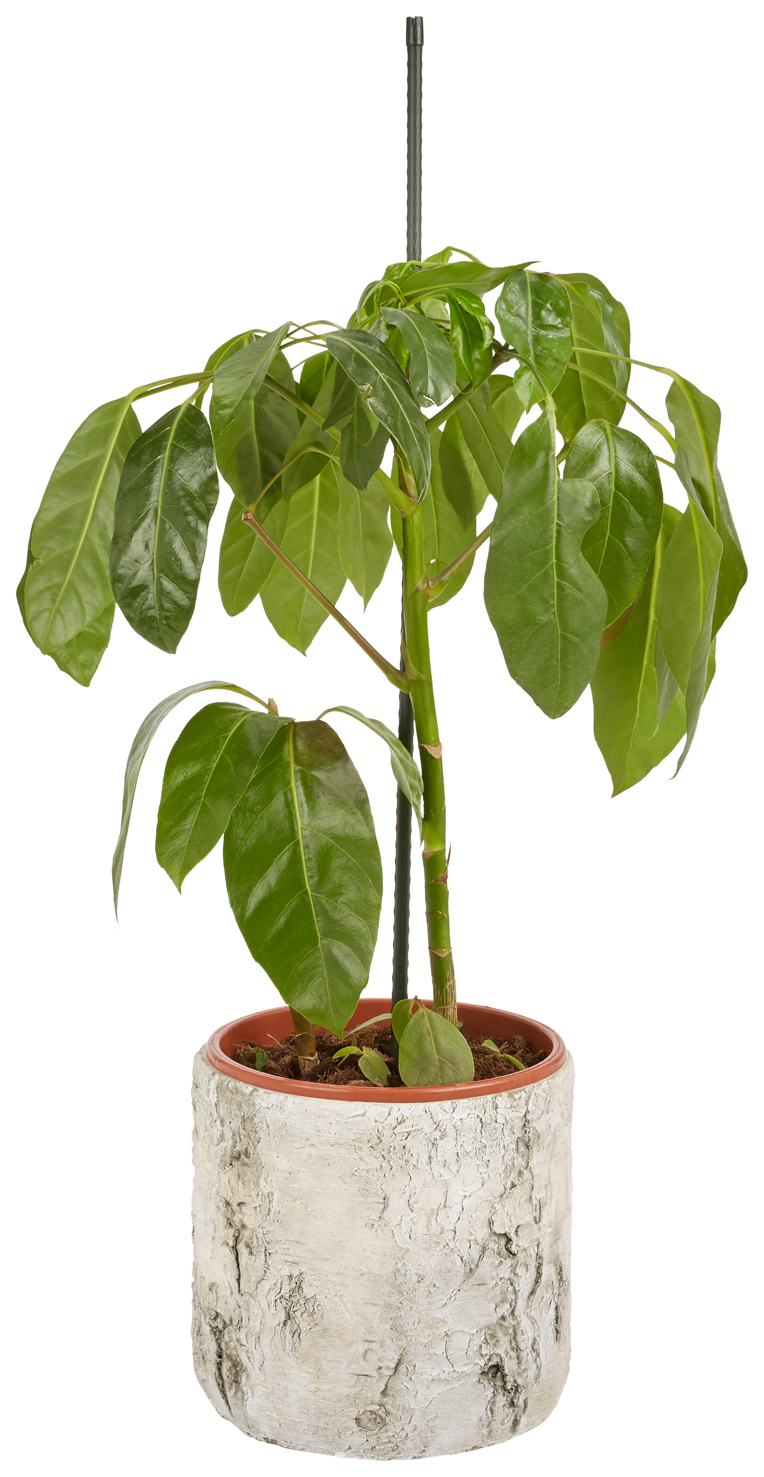 Pflanzstab Gardtech Metall 120cm Kunststoffummantelt Grün - Grün, KONVENTIONELL, Kunststoff/Metall (1,1/120cm) - Homezone