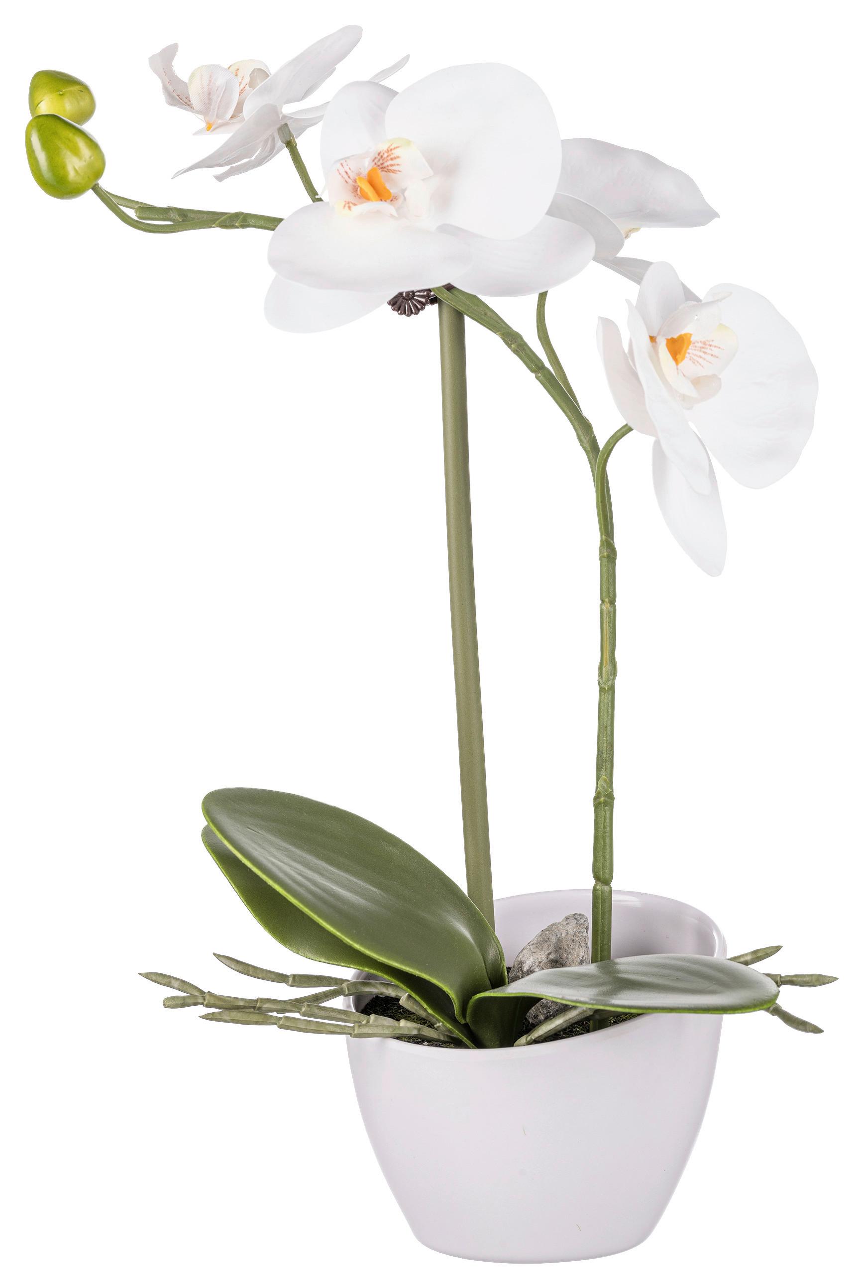 UMELÁ RASTLINA ORCHIDEE II -BASED- - biela/zelená, Konventionell, plast/keramika (33cm) - Based