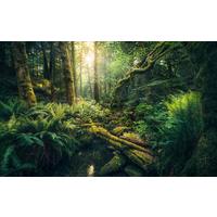 Fototapete Elves Cathedral - Multicolor, Trend, Textil (450/280cm)