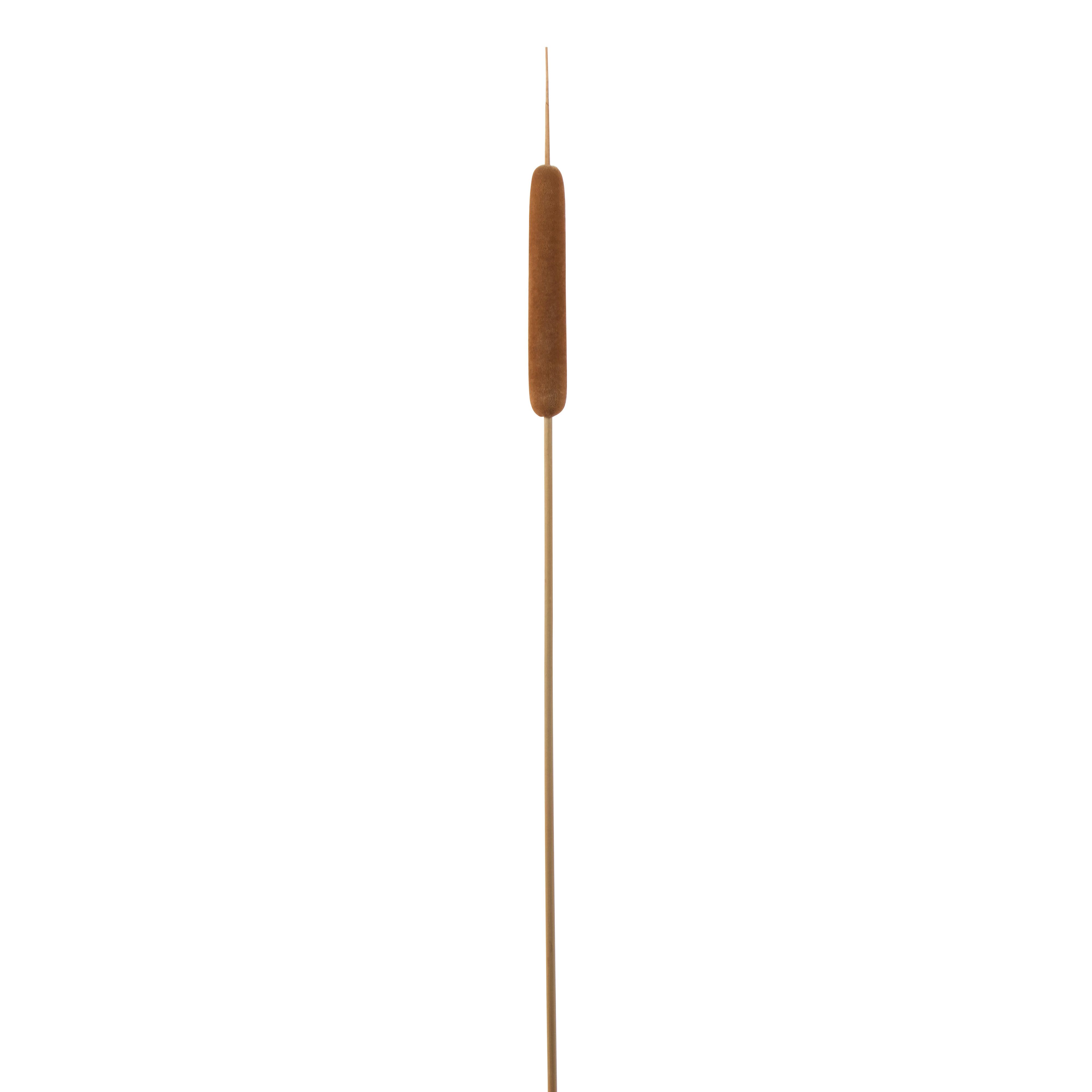 Dekorační Rostlina Rákos, V: 77cm - přírodní barvy/hnědá, přírodní materiály (77cm) - Modern Living