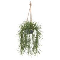 Kunstpflanze Sukkulenten Grün/Grau, 60 cm - Grau/Grün, Design, Kunststoff (60cm) - P & B