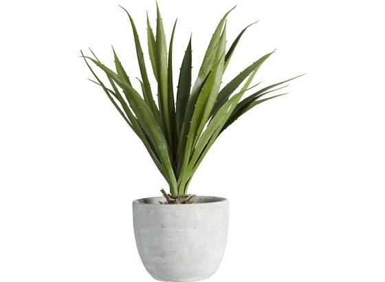 Rostlina Umělá Agave I - zelená, Konvenční, umělá hmota (38 cmcm) - Mömax modern living Rostlina Umělá Agave I - zelená, Konvenční, umělá hmota (38 cmcm) - Mömax modern living