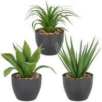 Umělá rostlina SUKKULENTE II - černá/zelená, Konvenční, plast (20cm) - Mömax