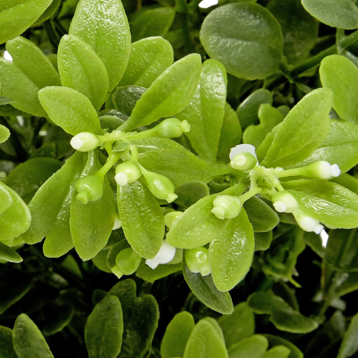 Kunstpflanze Weiß/Grün H: 23 cm Im Topf, Cassandra - Schwarz/Weiß, Basics, Kunststoff (15/23cm) - Luca Bessoni