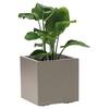 Blumenkasten Taupe B: 39,5 Cm - Taupe, Basics, Kunststoff (39,5/39,5/39,5cm)