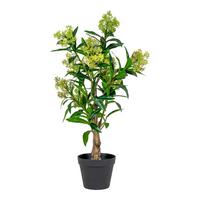 Kunstpflanze Skimmia H: 75 Cm Grün Schwarz - Schwarz/Grün, Basics, Kunststoff (75cm)