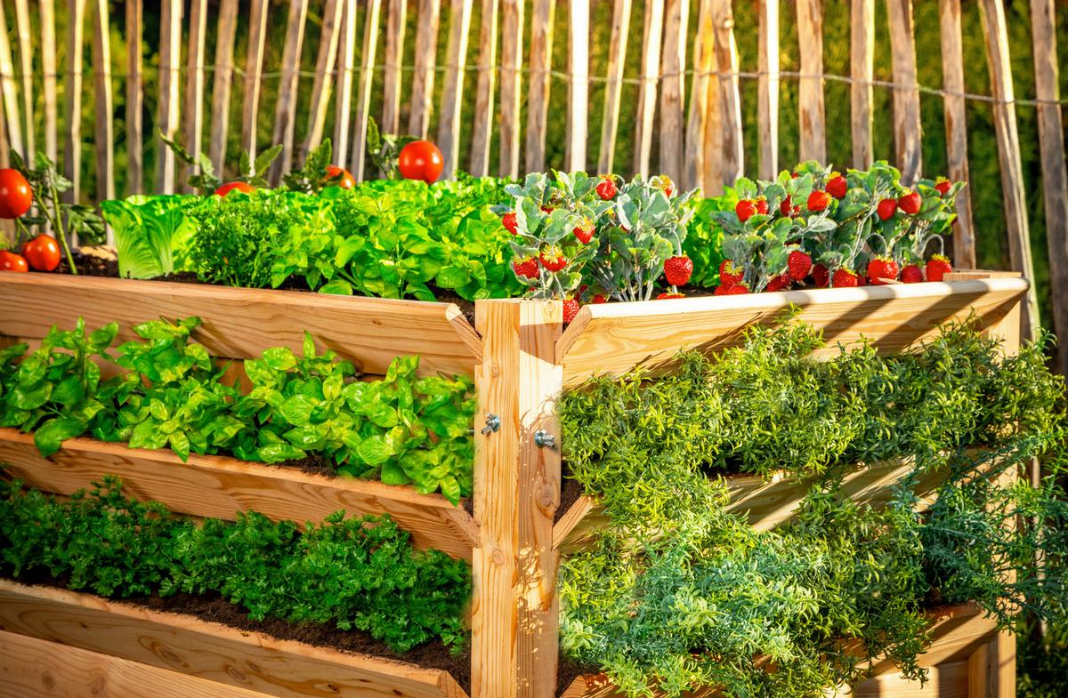 Hochbeet Echtholz Lärche 124x73x91 Cm Lärchefarben - Lärchefarben, Basics, Holz (124/73/91cm)