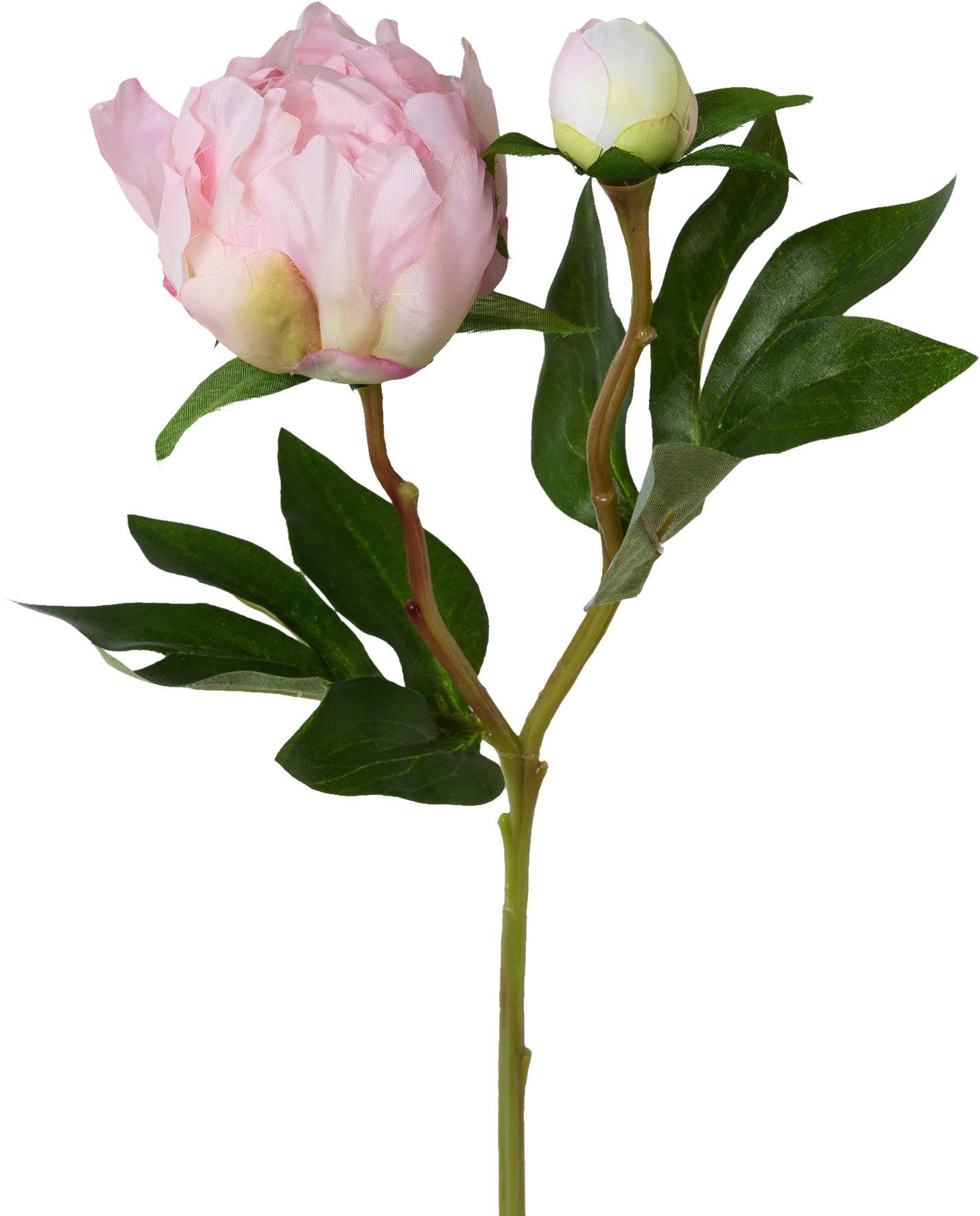 Bazsarózsa Peonie - rózsaszín/zöld, Natur, műanyag (46cm)
