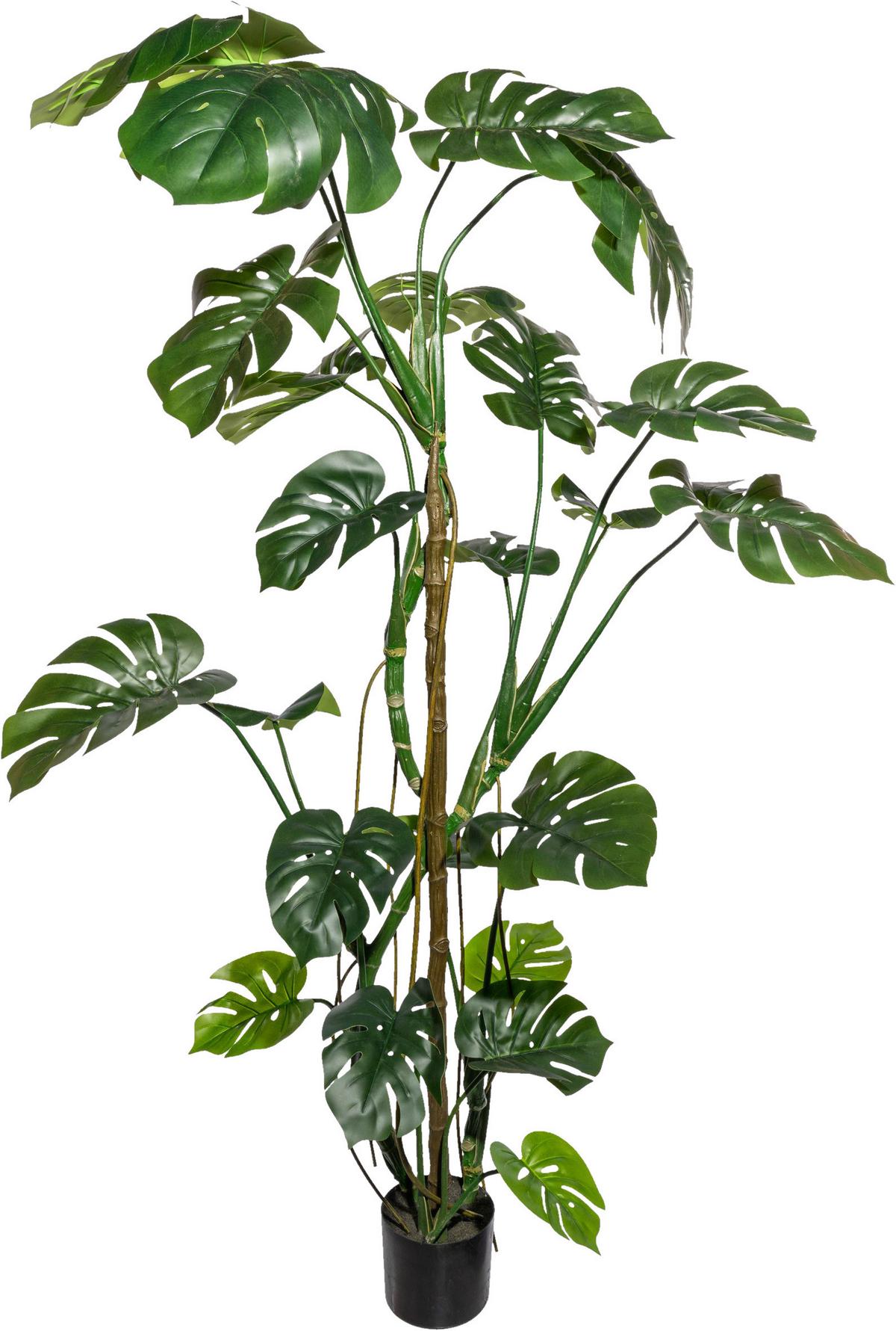 Kunstpflanze Split Philodendron H: 180 cm - Schwarz/Braun, Design, Kunststoff (180cm) - P & B
