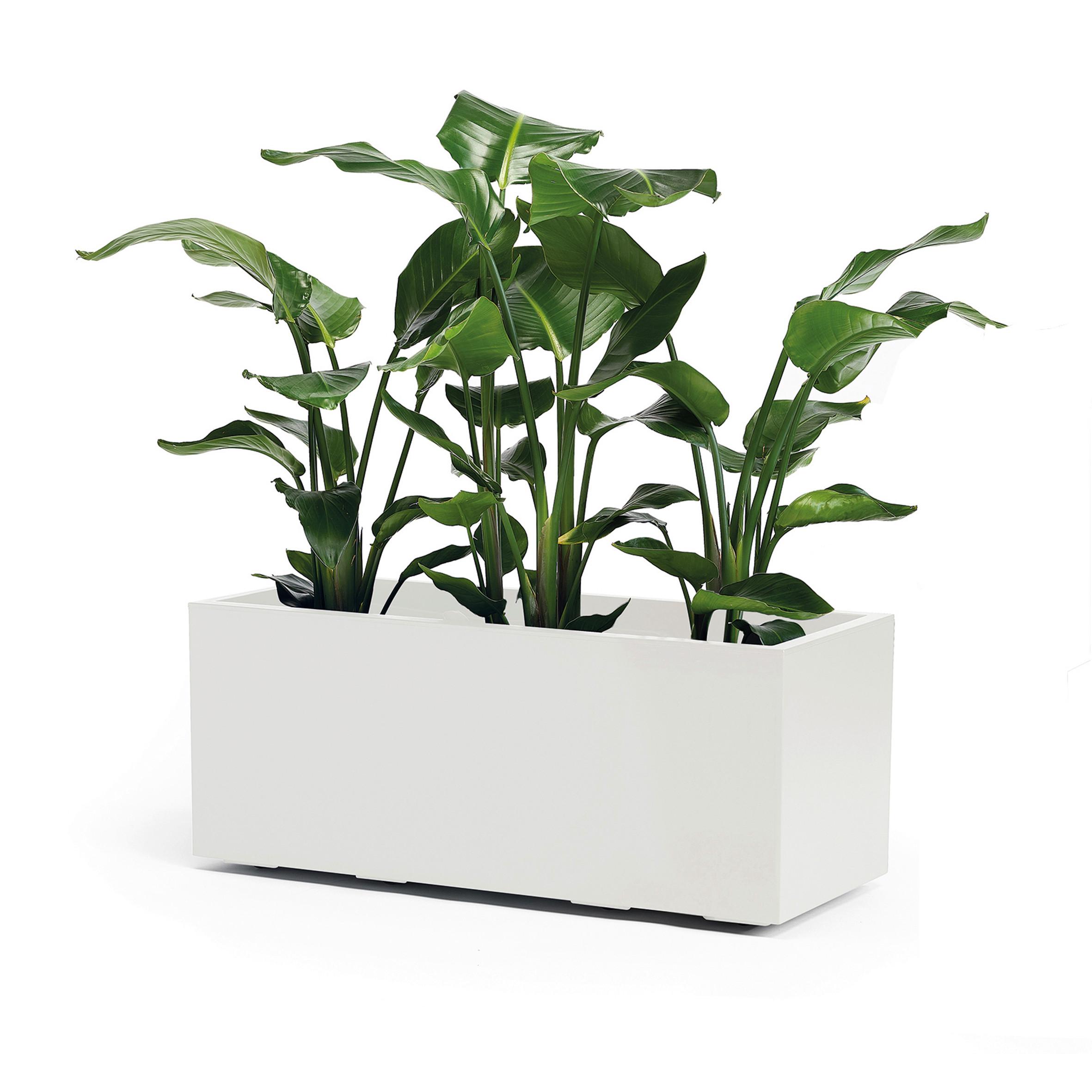 Blumenkasten Weiß B: 99,5 cm - Weiß, Basics, Kunststoff (99,5/39,5/39,5cm)