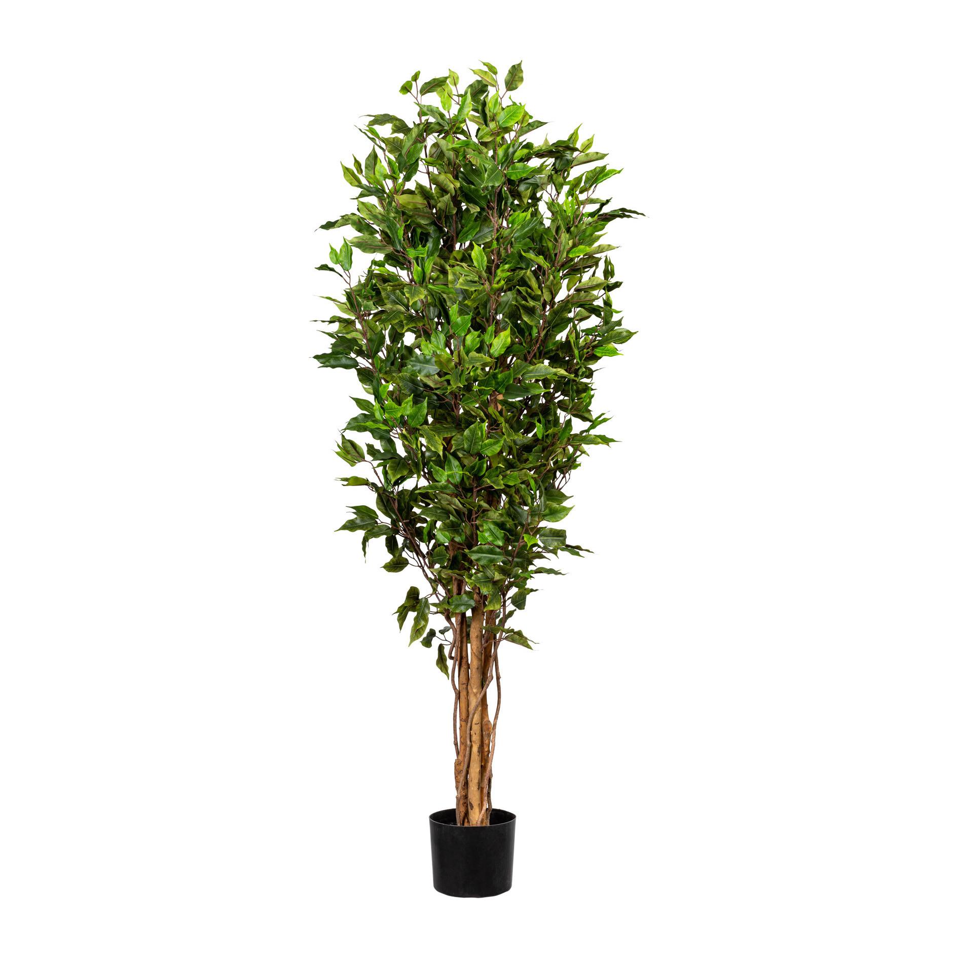 Kunstpflanze Ficus Benjamina H: 150 cm - Schwarz/Weiß, Design, Kunststoff (150cm) - P & B