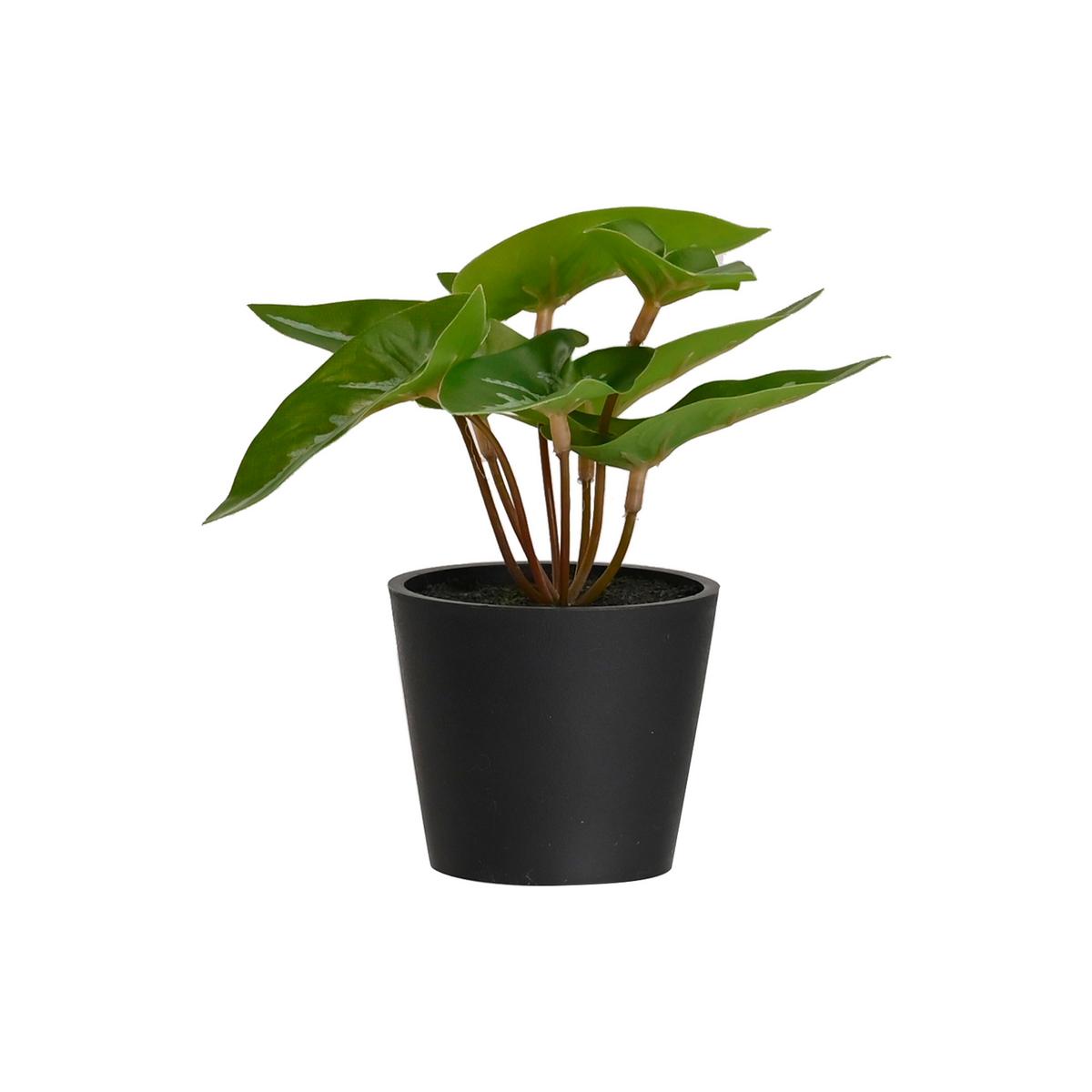 UMĚLÁ ROSTLINA PFLANZENGESTECK -TOP- - černá/zelená, plast (7/13cm) - Mömax