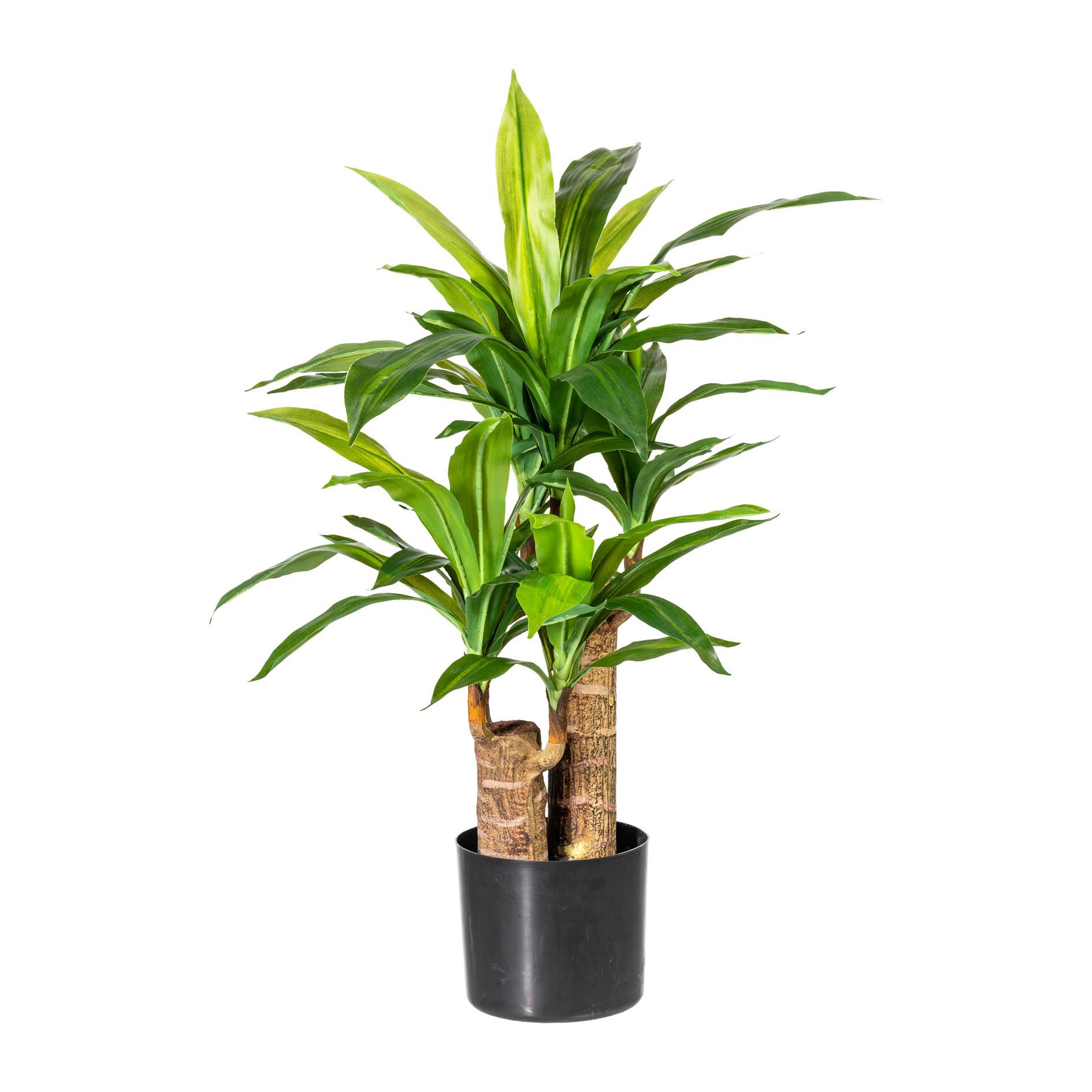 Kunstpflanze Drachenbaum H: 80 cm - Schwarz/Braun, Design, Kunststoff (80cm) - P & B