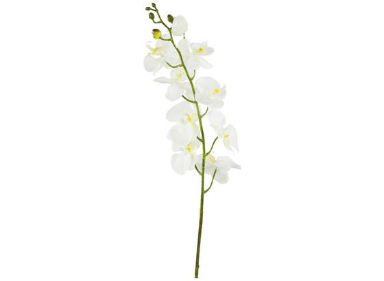Umelá Rastlina Gundula - krémová/zelená, plast (98cm) - Mömax modern living Umelá Rastlina Gundula - krémová/zelená, plast (98cm) - Mömax modern living