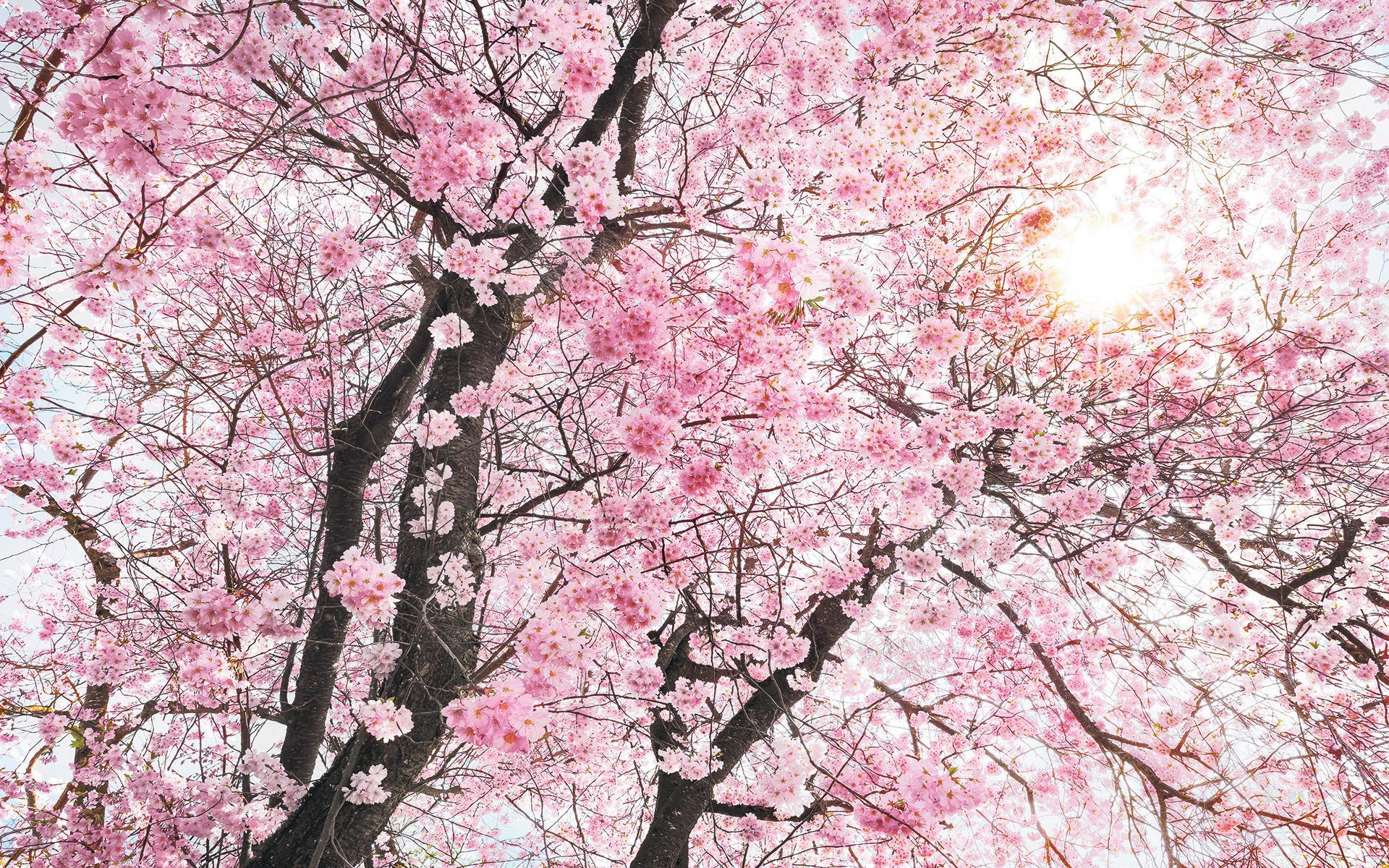Vliestapete Sh083-Vd4 Bloom - Natur (400/250cm)