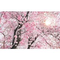 Vliestapete Sh083-Vd4 Bloom - Natur (400/250cm)