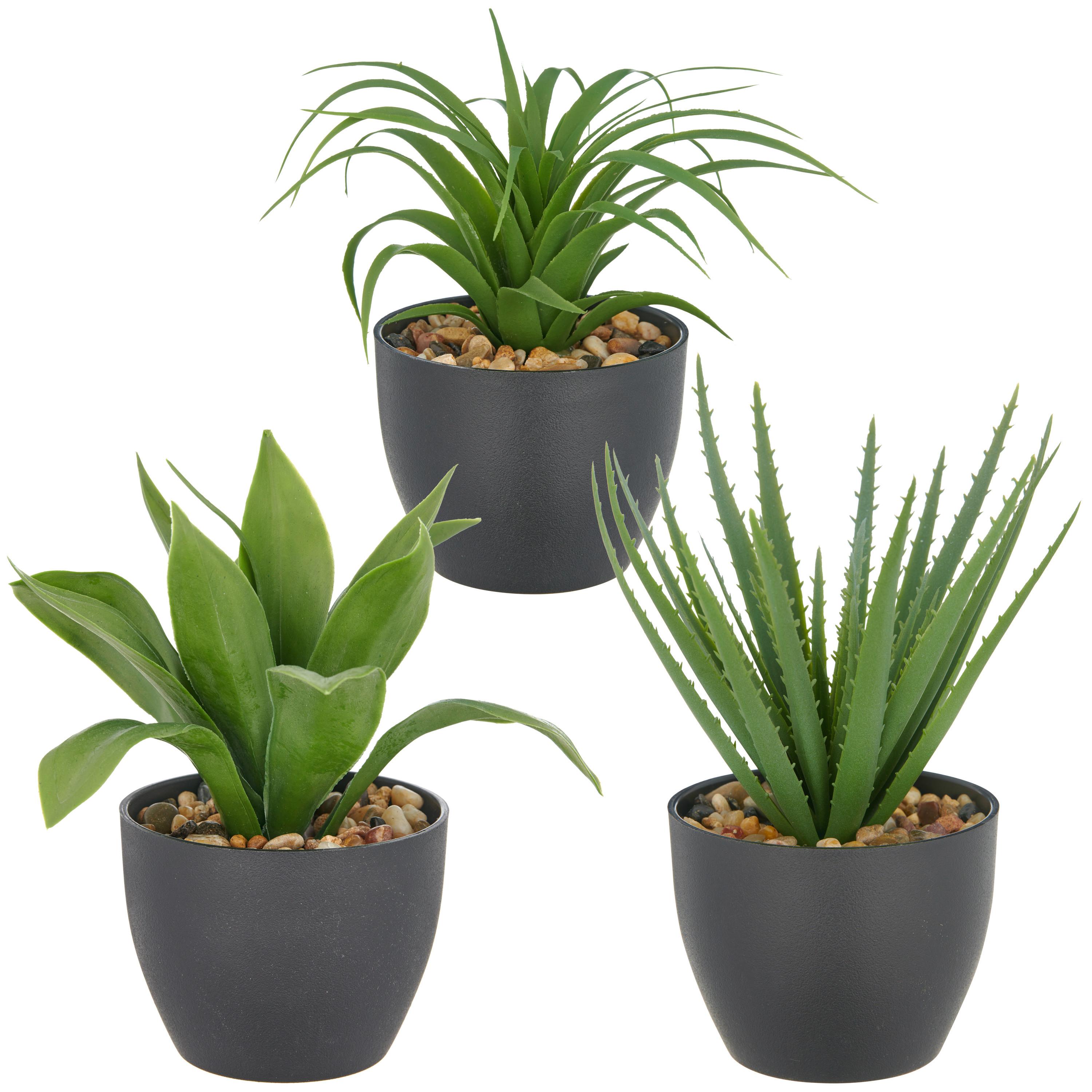 Umelá rastlina SUKKULENTE II - čierna/zelená, Konventionell, plast (20cm) - Mömax