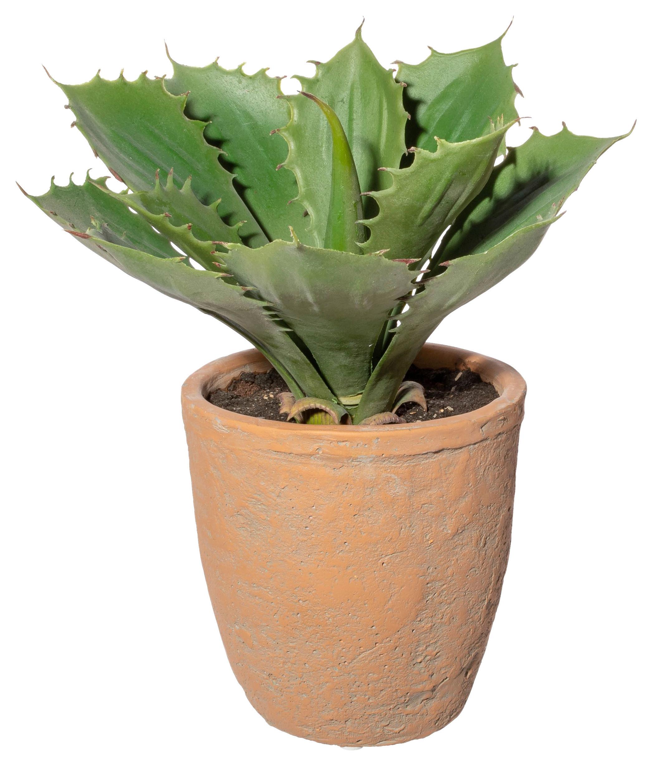 Kunstpflanze Sukkulenten Grün/Naturfarben, 25 cm - Naturfarben/Grün, Design, Keramik/Kunststoff (25cm) - P & B