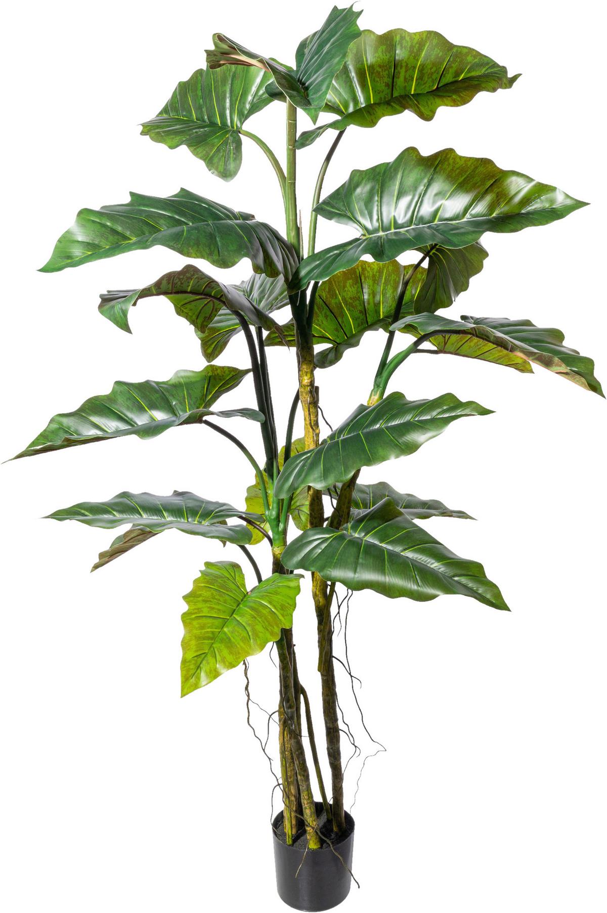 Kunstpflanze Zehrwurz H: 180 cm - Schwarz/Braun, Design, Kunststoff (180cm) - P & B