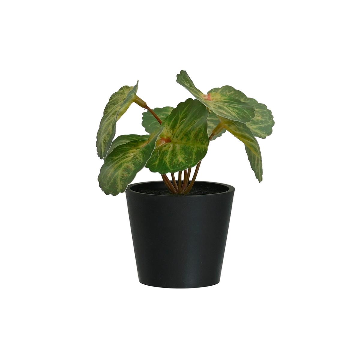 UMĚLÁ ROSTLINA PFLANZENGESTECK -TOP- - černá/zelená, plast (7/13cm) - Mömax