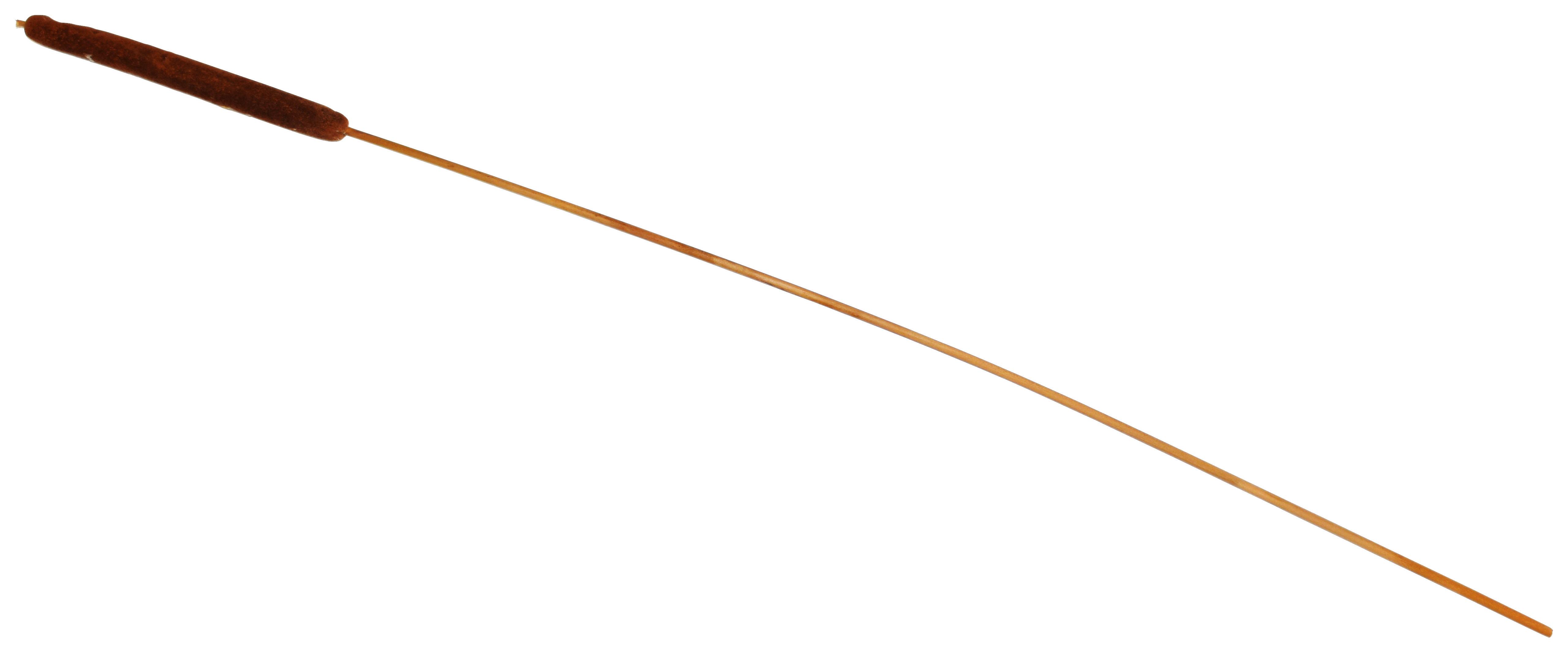 Dekoračná Rastlina Trstina, V: 77cm - prírodné farby/hnedá, prírodné materiály (77cm) - Modern Living