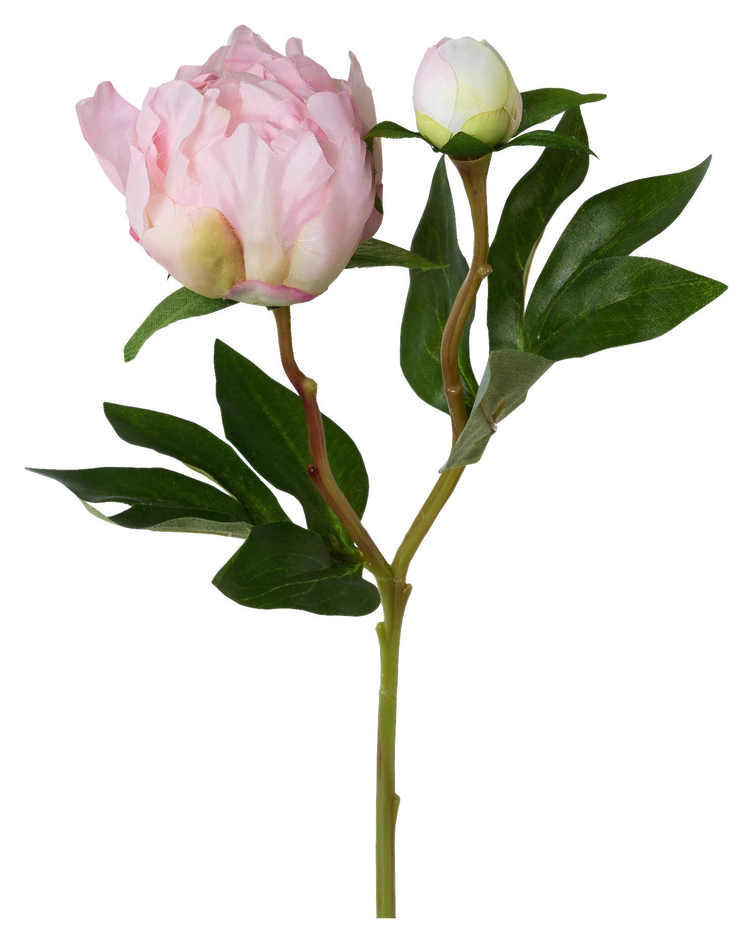 Umelý kvet pivonka PEONIE I -PAZ- - zelená/ružová, Basics, kov/textil (46cm) - Mömax