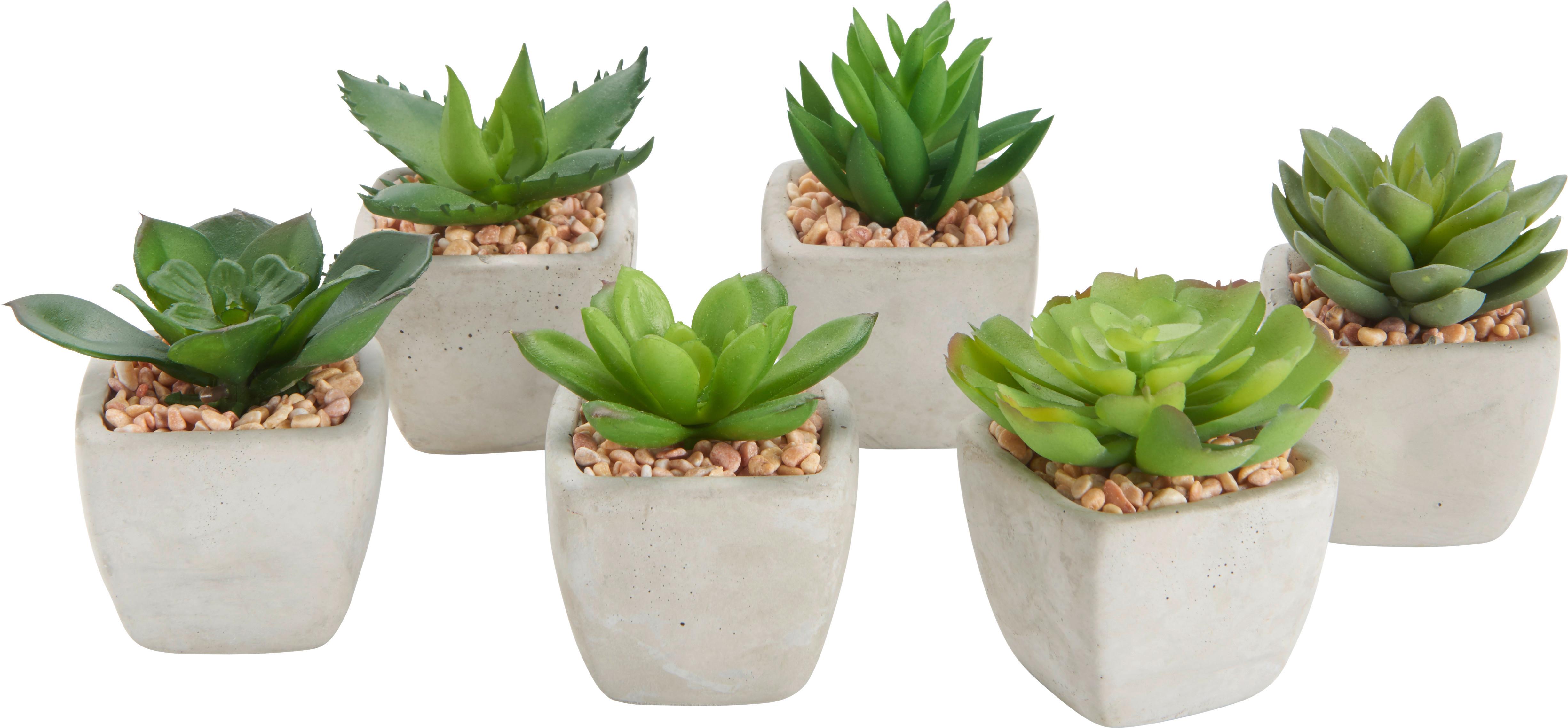 UMELÁ RASTLINA SUKKULENTE - zelená, Lifestyle, plast (7-9cm) - Modern Living