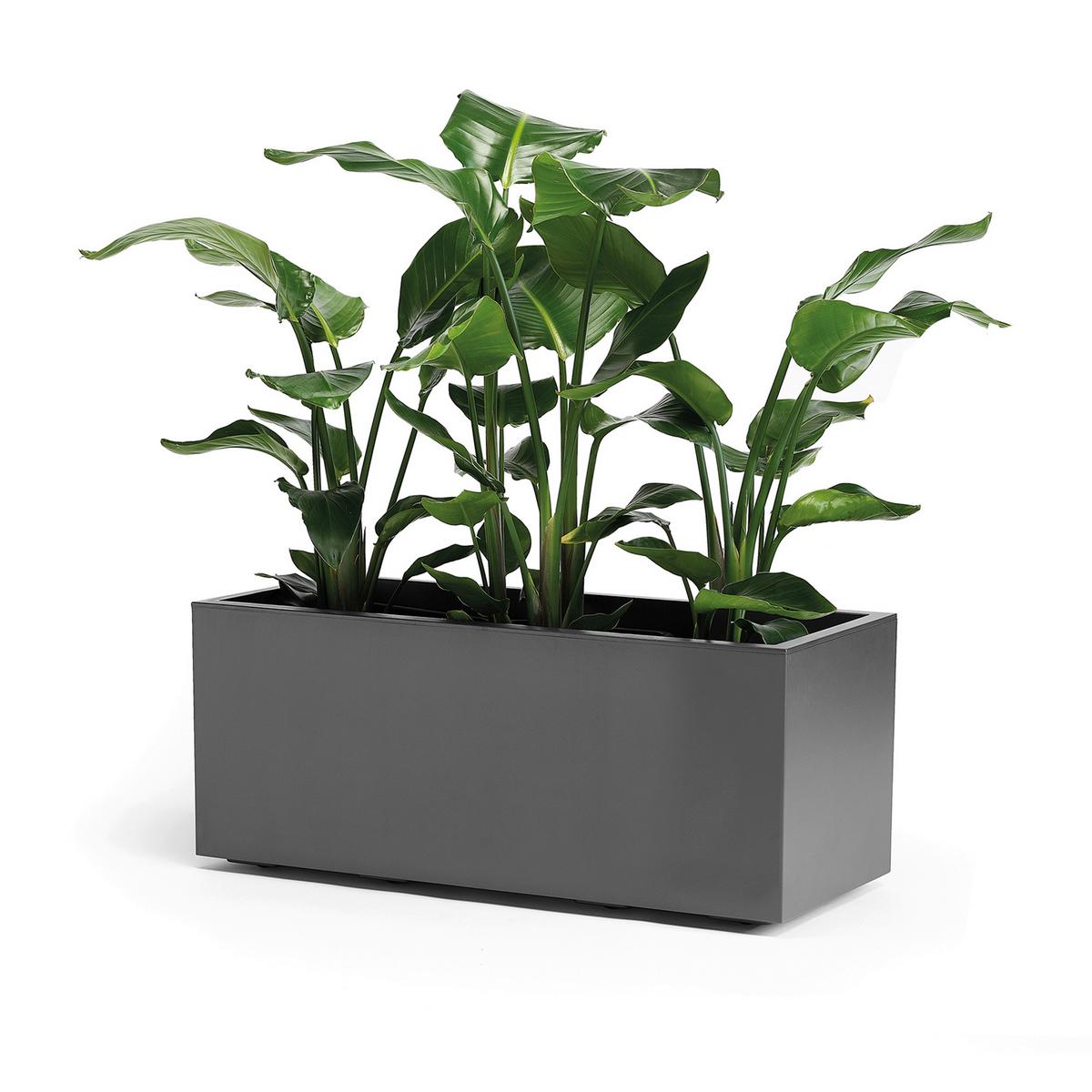 Blumenkasten Anthrazit B: 99,5 Cm - Anthrazit, Basics, Kunststoff (99,5/39,5/39,5cm)