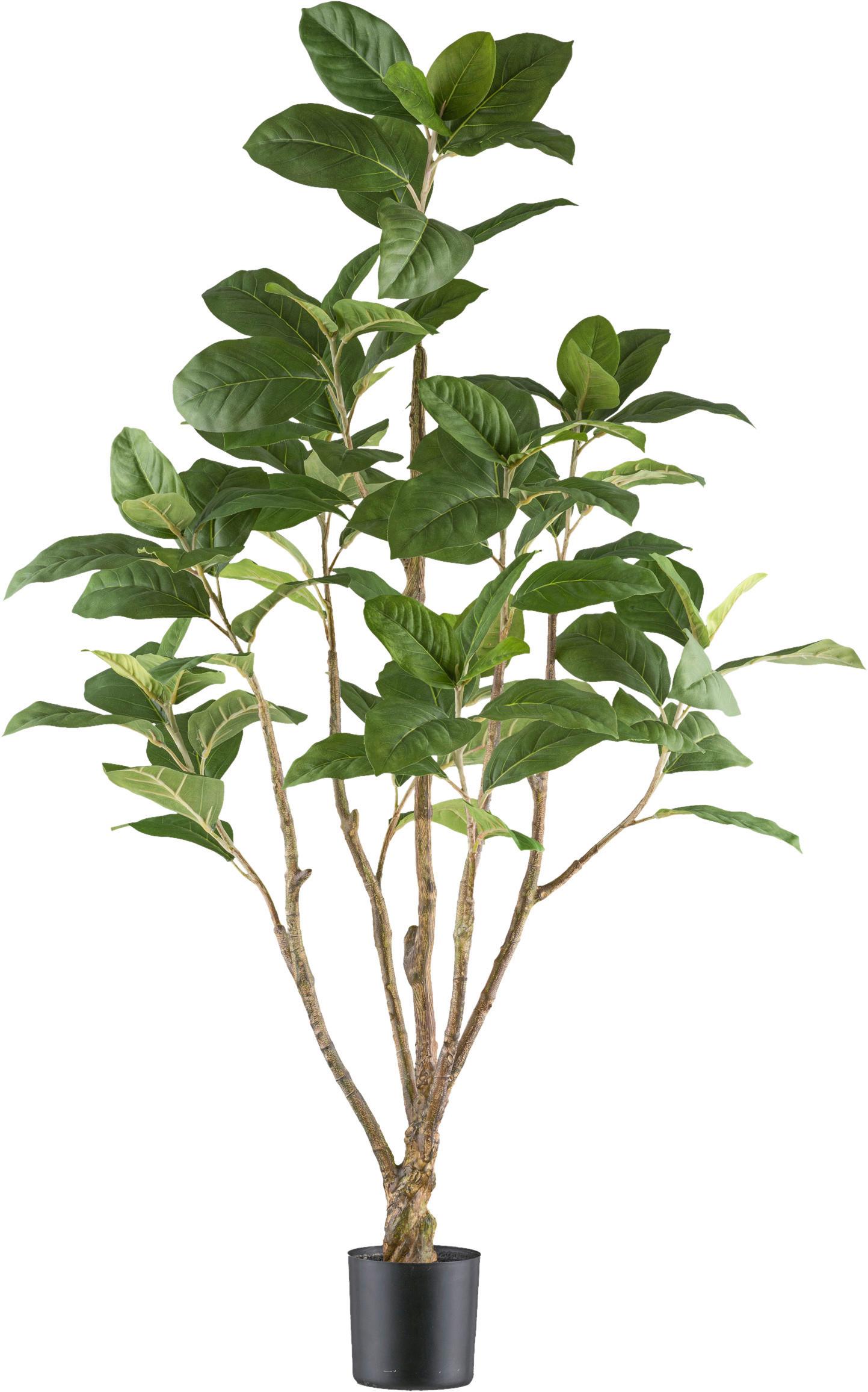 Kunstpflanze Chinesische Feige H: 115 Cm - Schwarz/Braun, Design, Kunststoff (115cm) - P & B