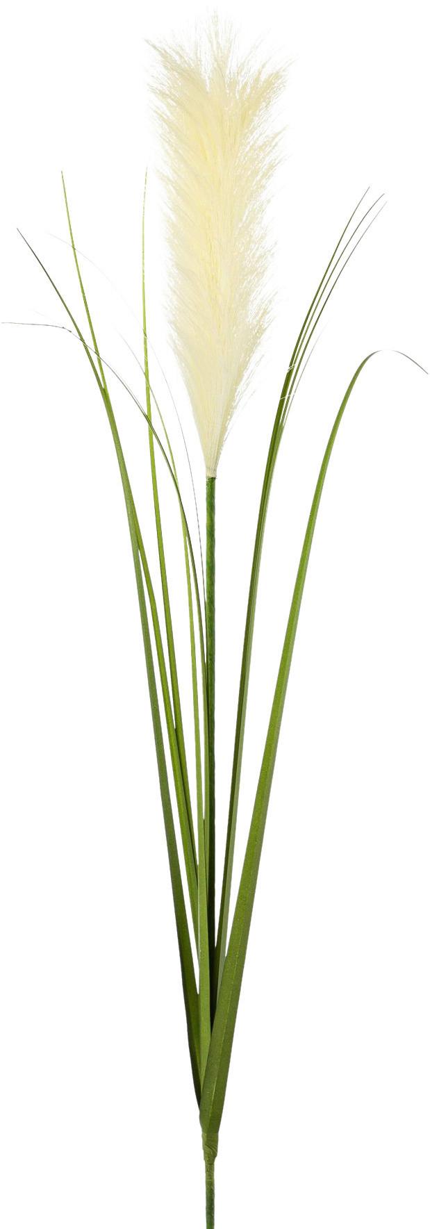 Kunstblume Pampasgras Creme L: 78cm, Dafina - Creme, Natur, Kunststoff (78cm)