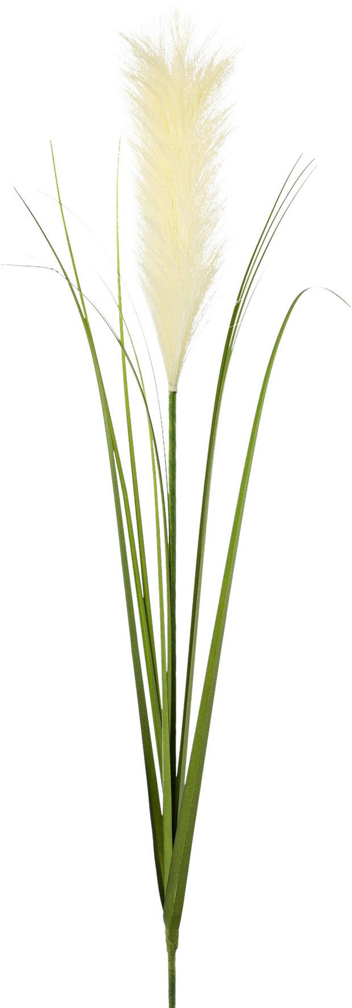Kunstblume Pampasgras Creme L: 78cm, Dafina - Creme, Natur, Kunststoff (78cm)