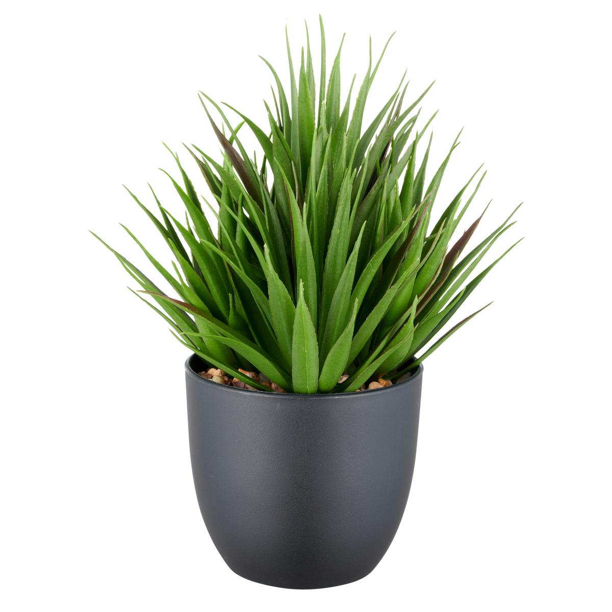 Sukkulente Grün Schwarz B: 9,5 Cm - Schwarz/Grün, Basics, Kunststoff (21cm) - P & B