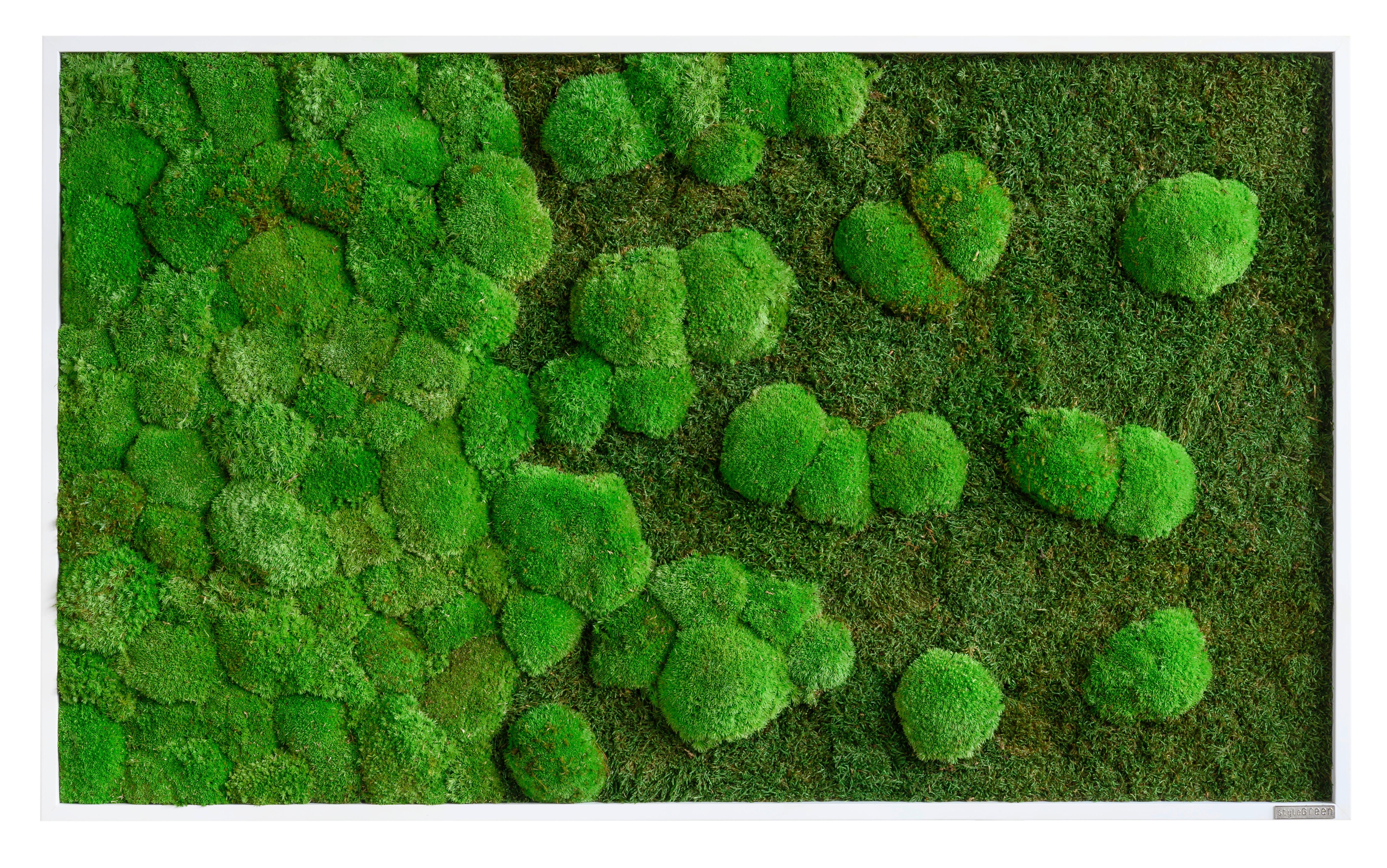 Moosbild Grün B: 100 cm - Weiß/Grün, Basics, Naturmaterialien/Holz (100/60/7cm)