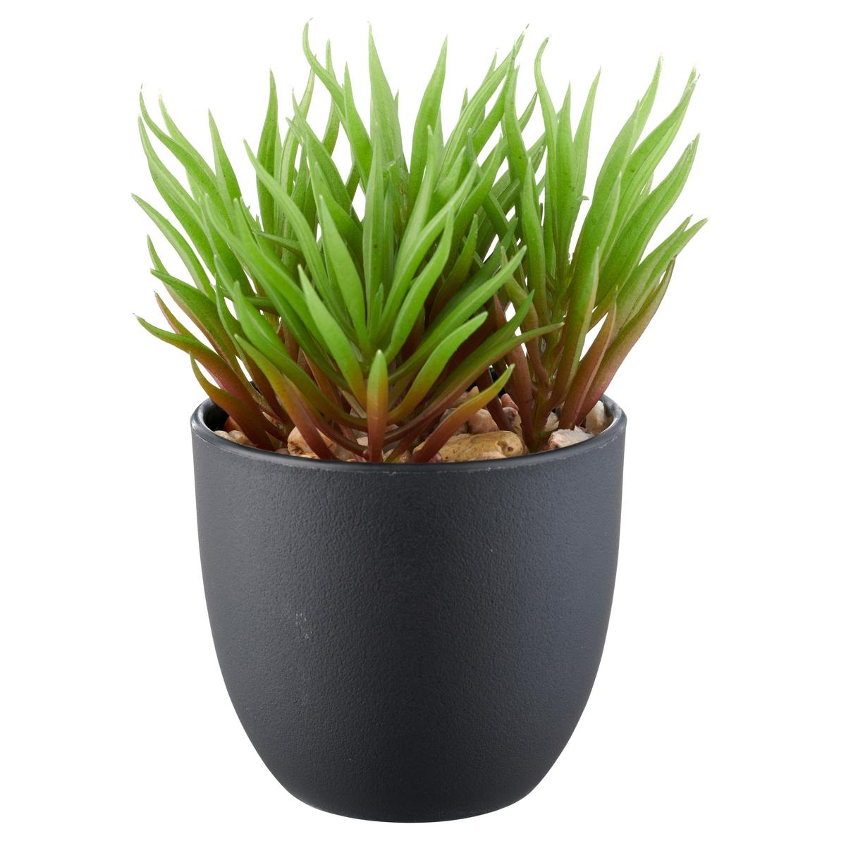 Sukkulente Grün Schwarz B: 8 cm - Schwarz/Grün, Basics, Kunststoff (13cm) - P & B