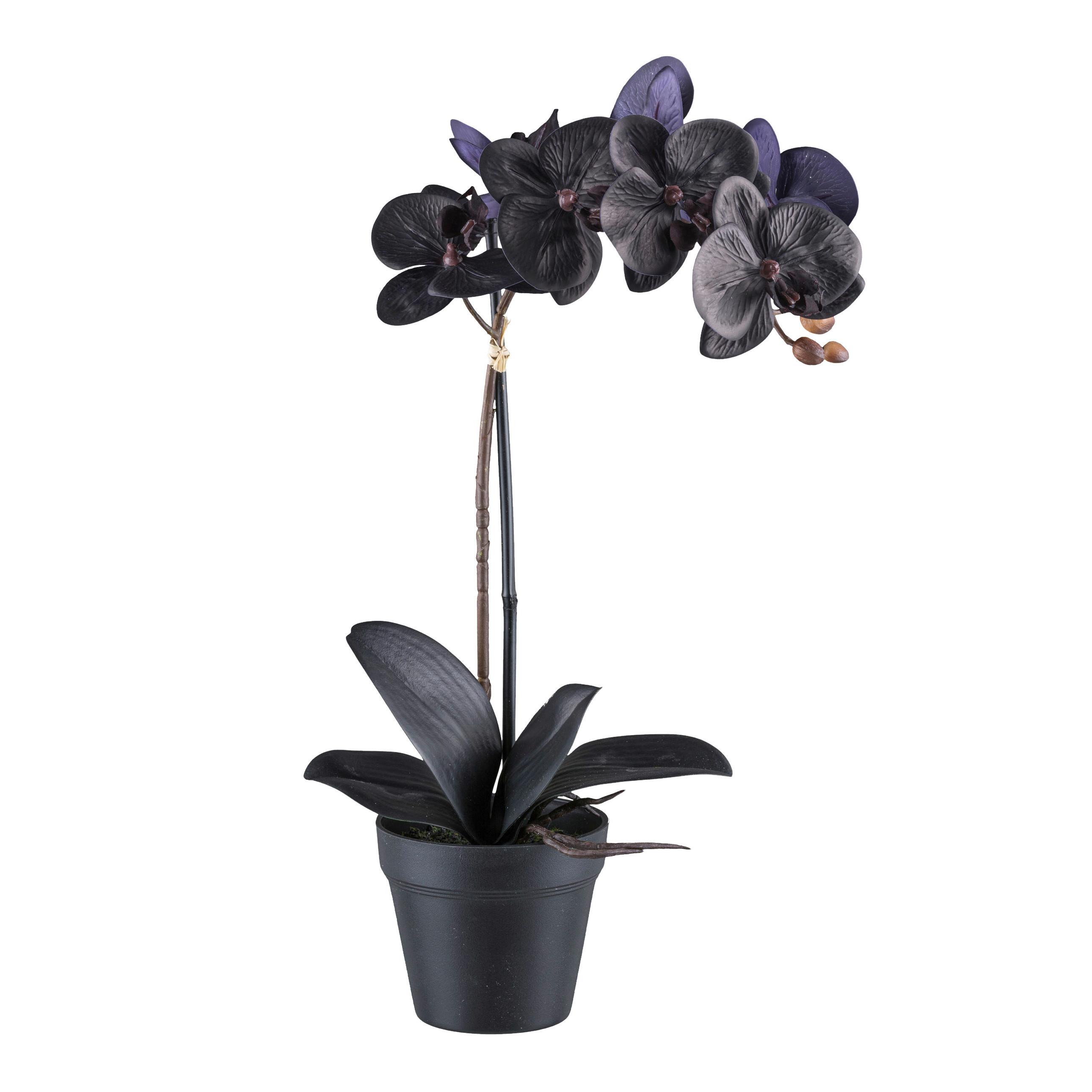 Kunstpflanze Orchidee Schwarz, H: 48 cm - Schwarz, Design, Kunststoff (48cm) - P & B