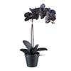 Kunstpflanze Orchidee Schwarz, H: 48 Cm - Schwarz, Design, Kunststoff (48cm) - P & B