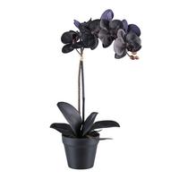 Kunstpflanze Orchidee Schwarz, H: 48 cm - Schwarz, Design, Kunststoff (48cm) - P & B