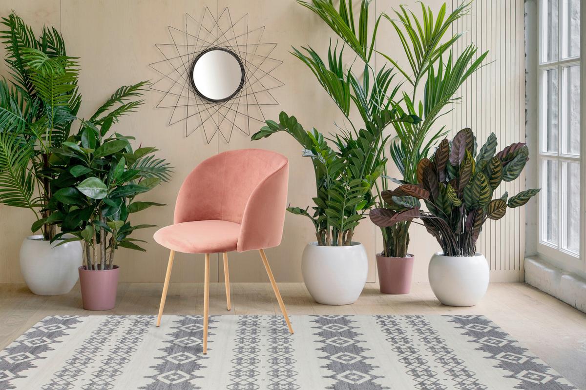 Schalenstuhl Celina Rosa Gepolstert 2er-Set - Rosa, Design, Kunststoff/Metall (54/84/56cm) - Kayoom