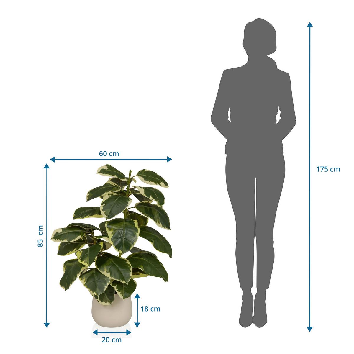Kunstpflanze Ficus Dunkelgrün/Grasgrün B: 60cm - Dunkelgrün/Creme, MODERN, Kunststoff/Metall (60/85/55cm) - MID.YOU