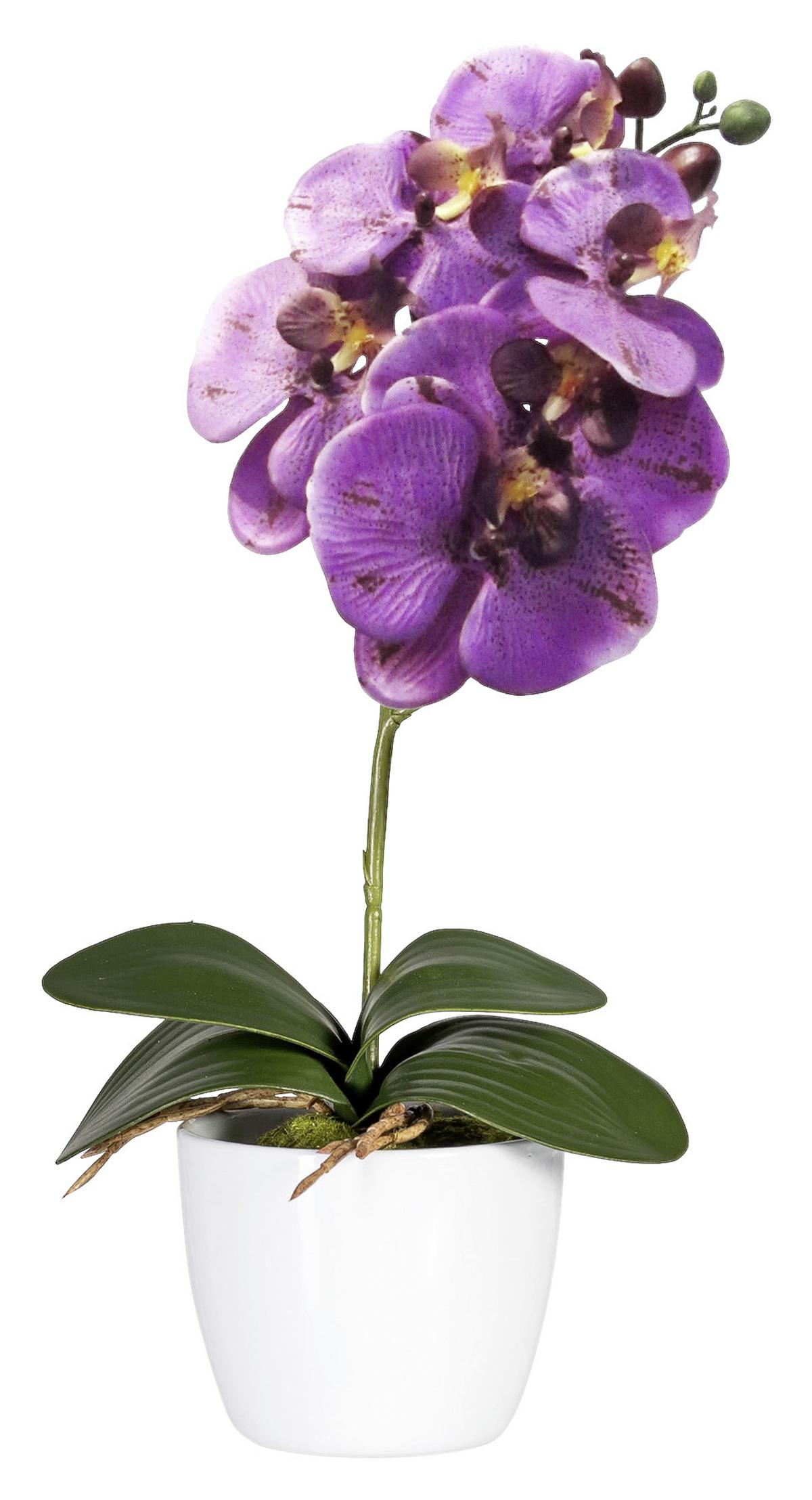 Kunstpflanze Orchidee Bunt L: 40 cm Im Topf, Sofie - Lila/Multicolor, Natur, Kunststoff (40cm)