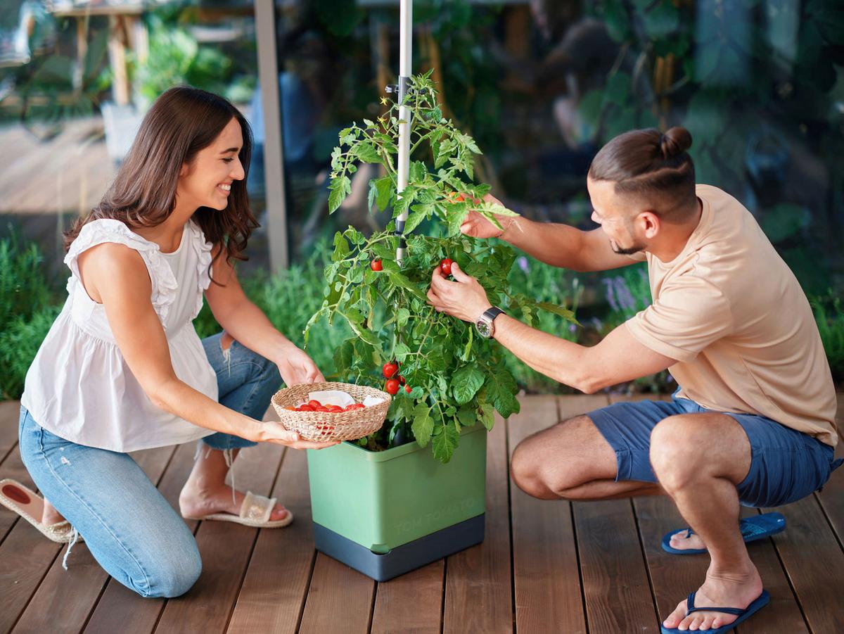 Pflanzentopf Tom Tomato Dunkelgrün - Dunkelgrün, Basics, Kunststoff (34,7/135,4/27,7cm) - Gusta Garden