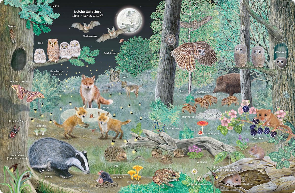 BUCH LUPEN-WIMMELBUCH WALD - Multicolor, Basics, Papier (24,5/32/1,4cm)