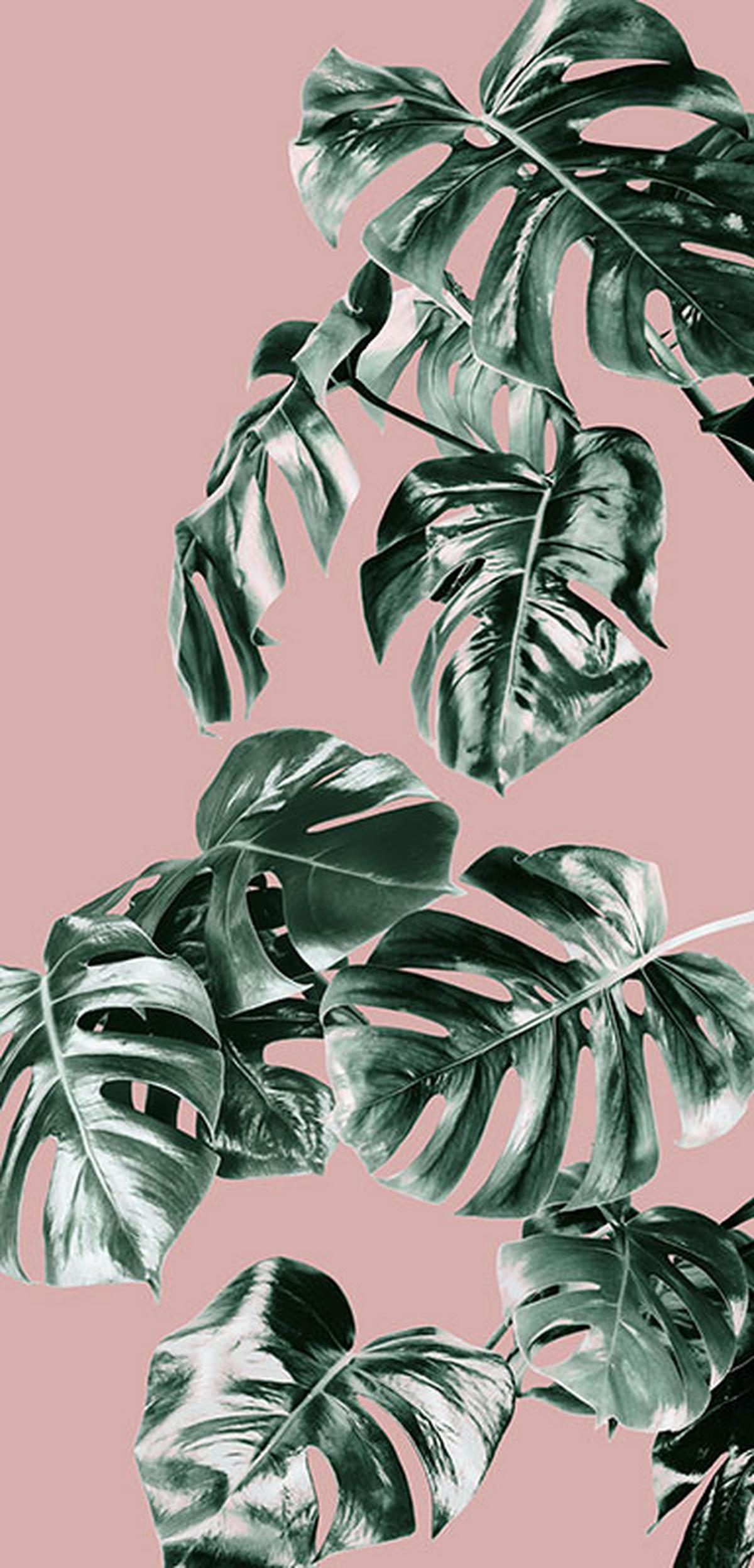 Vliestapete Monstera Rosé Panel - Rosa/Grün, Basics (100/250cm) - Komar