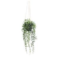 UMELÁ RASTLINA SENECIO HERREIANUS I - zelená, Lifestyle, plast (55cm) - Modern Living