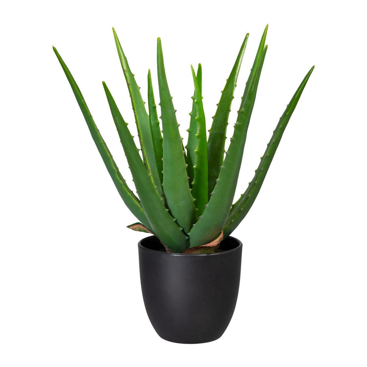 Kunstpflanze Aloe Vera H: 33 cm - Schwarz/Grün, Trend, Kunststoff (33cm) - P & B