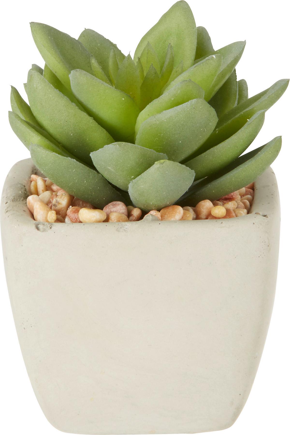 UMELÁ RASTLINA SUKKULENTE - zelená, Lifestyle, plast (7-9cm) - Modern Living