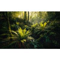 Fototapete Fjordland Woods - Multicolor, Trend, Textil (450/280cm)