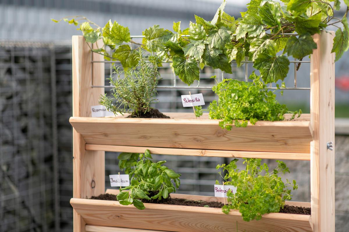 GARTENREGAL KRÄUTERREGAL L - Lärchefarben, Basics, Holz (80/95/50cm)